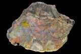 Colorful, Polished Petrified Wood (Araucarioxylon) - Arizona #147921-1